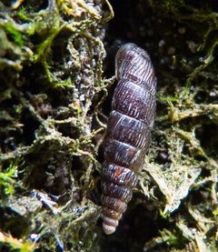 Hienouurresulkukotilo (Clausilia dubia).