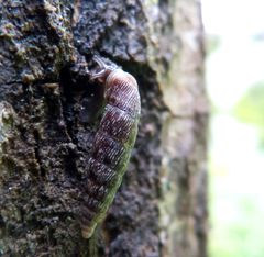 Hienouurresulkukotilo (Clausilia dubia) kiipeämässä puun rungolla.