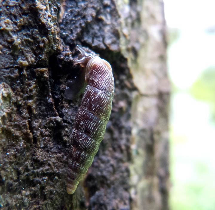 Hienouurresulkukotilo (Clausilia dubia) kiipeämässä puunrungolla.