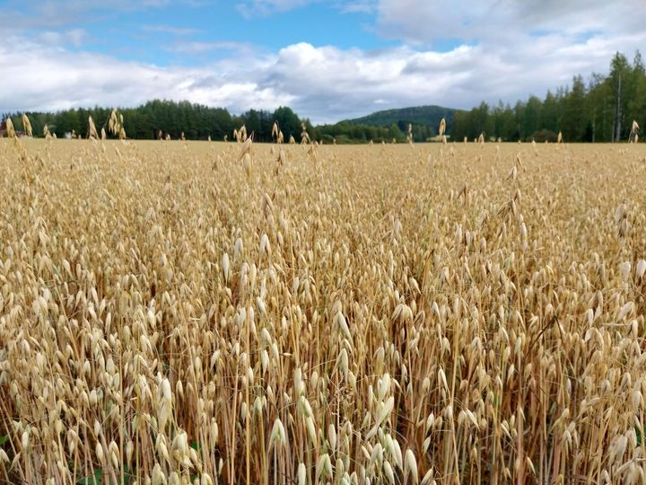 Kaurapelto aurinkoisena kesäpäivänä.