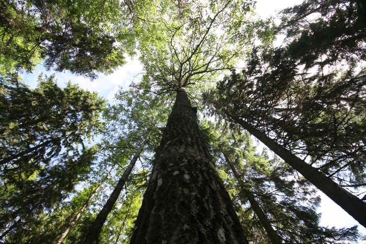 Metsän puita alhaalta ylös kuvattuna.