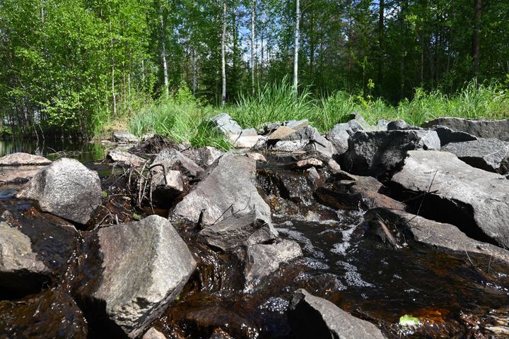 Puro virtaa kivien keskellä vehreän metsän reunalla.