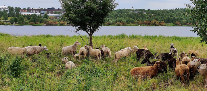 lampaita laiduntamassa Koivusaaressa.