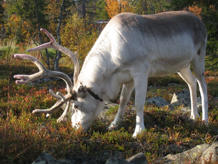 Kuvassa sarvipäinen poro metsässä