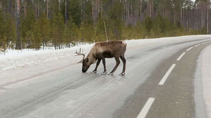 maantiellä poro