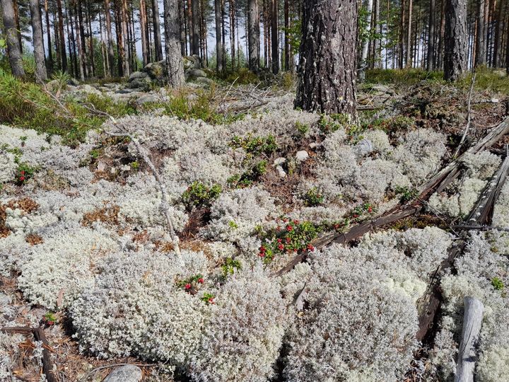 Kangasmetsää Haukikankaan pohjavesialueella