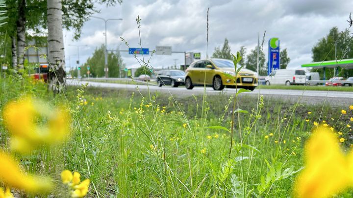 Paasikiventieltä liikennettä, kuvan etualalla keltaisia kukkia.