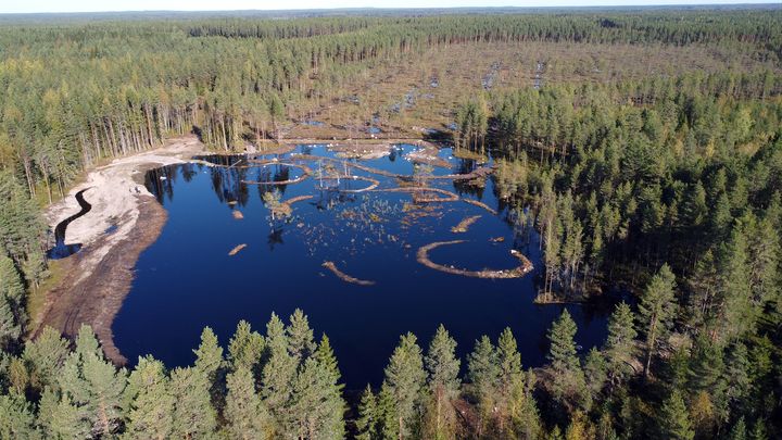 kosteikko ja suo ilmakuvassa