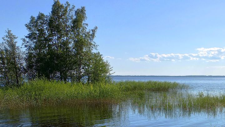 Joensuun Honkaniemessä Pyhäselällä ei havaittu eilen sinilevää. Kuva: Ilkka Elo / Pohjois-Karjalan ELY-keskus.