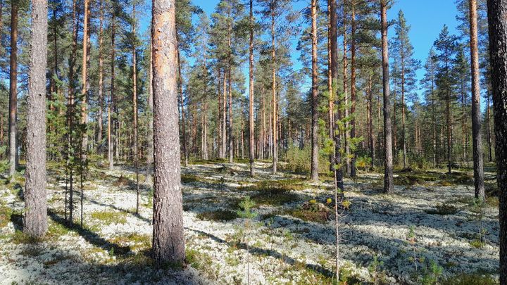 Kuivaa kangasmetsää, jossa mäntyjä ja jäkälää.