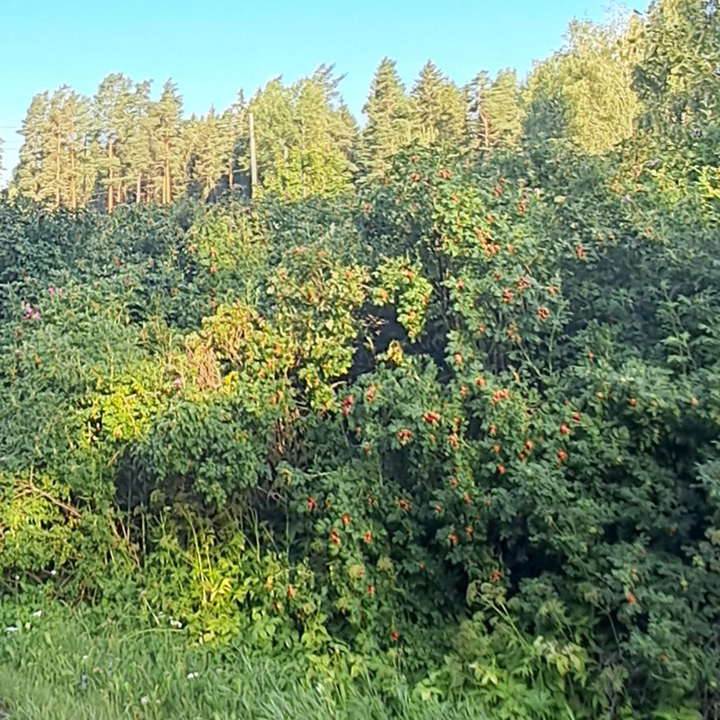 Vresrosen är en växt som inte hör hemma i Finlands natur. Som främmande art utarmar den den inhemska naturen och hotar den biologiska mångfalden.