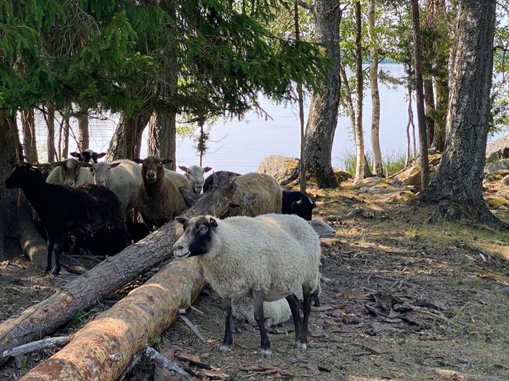 Kuva%20lammaslaumasta.