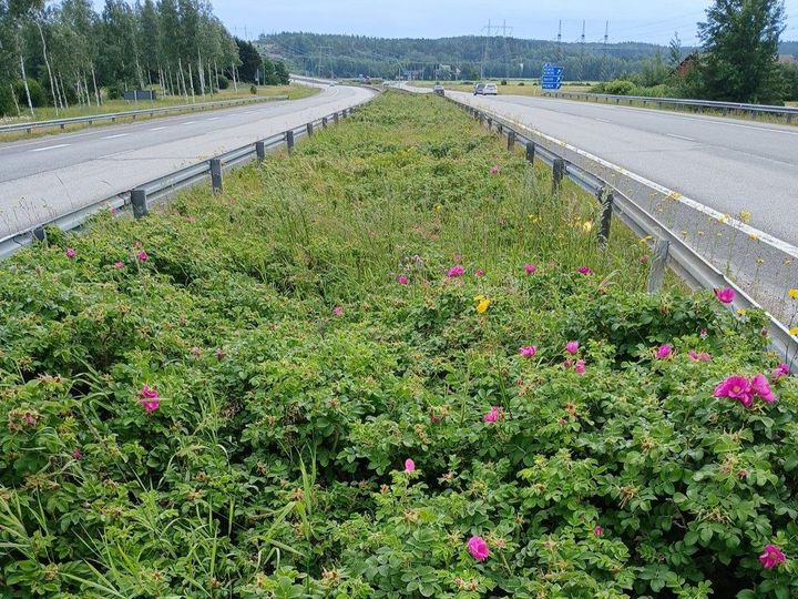 Kurtturuusuja maantiellä.