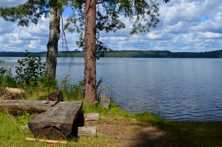 Lägereld och tallar på stranden