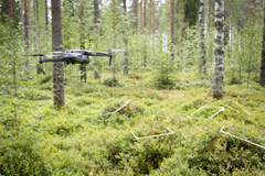 Pieni drooni lentää ilmassa metsän sisällä marjamättäiden yläpuolella.