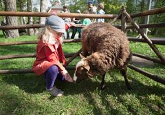 Seurasaaressa vietetään 14.6. ulkomuseon kotieläinpäivää, ja pihalla kopsuttelevat hevoset, ponit ja lampaat. Ulkomuseoon on kaikilla alle 18-vuotiailla vapaa pääsy. Kuvaaja: Päivi Kosonen.