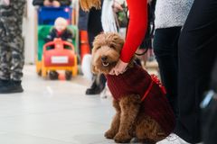 Kauppakeskuksen käytävällä istuu labradoodle jouluisessa asussa, takana näkyy lapsi auto-ostoskärryssä.