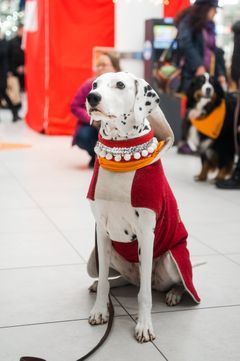 Dalmatialainen istuu kauppakeskuksen käytävällä yllään jouluinen viitta ja kaulapanta.