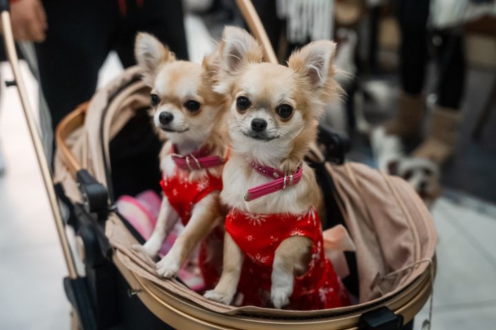 Kaksi jouluisiin liiveihin puettua chihuahuaa istuu lastenvaunussa.