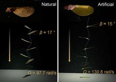 Vasemmalla aidon vaahteran lenninsiipisten siementen ja oikealla keinotekoisten siementen laskeutuminen maahan tyynessä ilmassa.