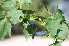 Wind-dispersed seeds common among maple trees were a key source of inspiration for the light-controlled robot.