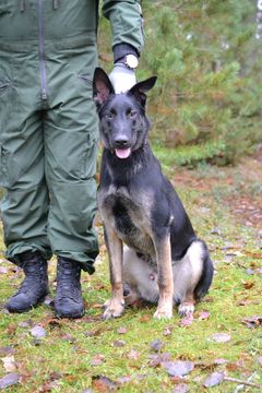 Suden puremasta malinoispennusta koulutetaan Puolustusvoimien sotakoira partiointi- ja suojelutehtäviin sekä huumeiden etsintään.