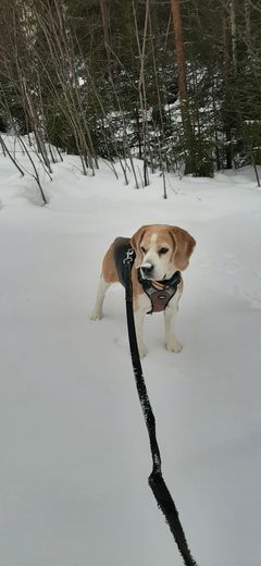 Suden uhriksi joutunut 10-vuotias beagleuros Tessu oli erinomainen jäniksen ajaja, mutta myös kykenevä etsimään kaikkea riistaa.