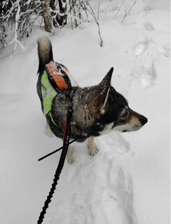 Hirvenhaukkukokeet keskeytyivät, kun kuvan koira ja sen toinen omistaja kohtasivat kaksi sutta koemaastossa 13. marraskuuta. Kuva on viime talvelta.