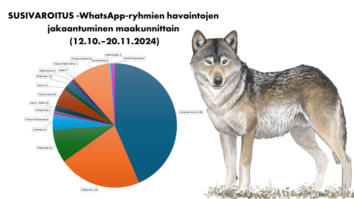 Susivaroitus WhatsApp-ryhmien havaintojen jakaantuminen maakunnittain (12.10.–20.11.2024)