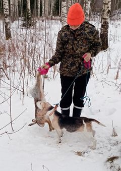 Siiri rusakkojahdin jälkeen viikkoa ennen susihyökkäystä.