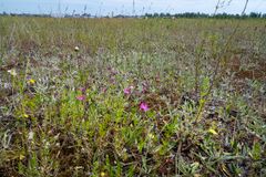 Ketoneilikoita Lappeenrannan lentokentän niityllä. Kuva: Riku Lumiaro / Syke
