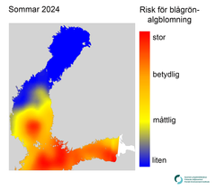 Alt text: Karta över risk för blågrönalgblomning i Östersjön sommaren 2024. Risknivåerna varierar från stor (röd färg) till liten (blå färg).