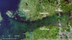 Satelliittikuva Suomenlahdelta ja rannikkoalueilta, joissa näkyy sinileväesiintymiä 25.6.2024.