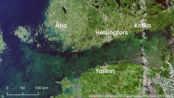 Satellitbild som visar spridning av cyanobakterier i Finska viken och Finlands kustområden den 25 juni 2024.
