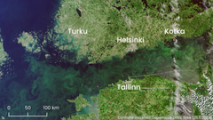 Satellite image from 25 June 2024 showing widespread blue-green algae in the Gulf of Finland and coastal areas of Southeast, Southern, and Southwest Finland.