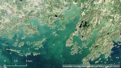 Satellitbild som visar cyanobakterier i Obbnäs och kustområdet.
