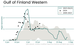 Graph showing the blue-green algae barometer in the western Gulf of Finland from June to September. It includes data from 2023, 2024, and 2009-2023 with a scale from 0 (no blue-green algae) to 3 (definite blue-green algae).