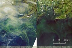 Vertailukuva sinilevätilanteesta läntisellä Suomenlahdella Hangon edustalla. Vasen kuva on otettu 26.7.2024 ja oikea kuva 30.7.2024. Oikeassa kuvassa sinileväkukinnat ovat vähentyneet merkittävästi.