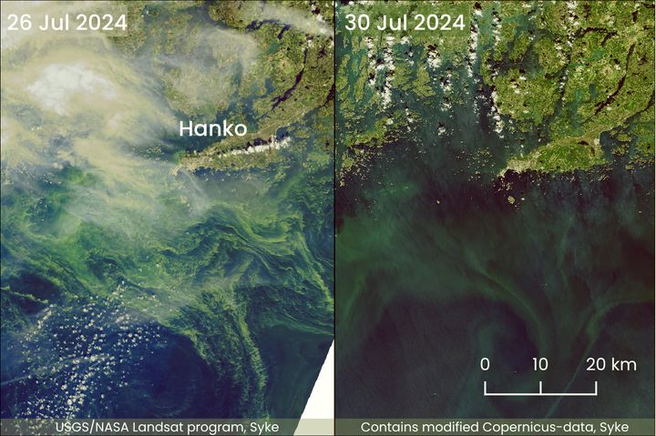 Alt text: "Comparison of blue-green algae in the western Gulf of Finland off Hanko. Left image from July 26, 2024, shows high algae concentration, while the right image from July 30, 2024, shows reduced algae blooms due to windy and rainy weather."