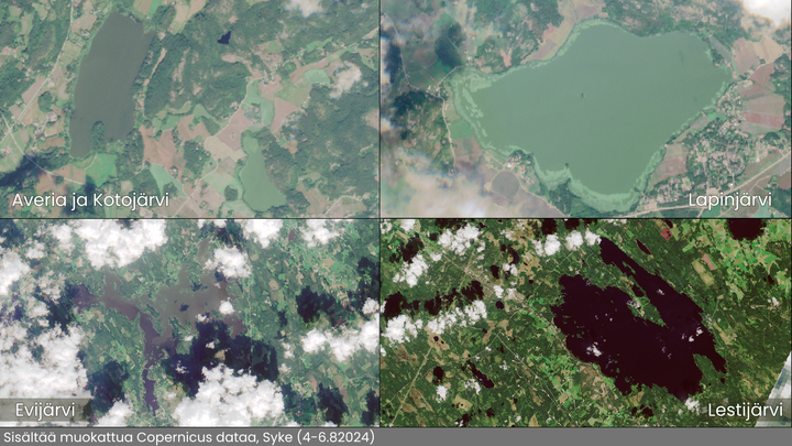 Alt-teksti: Satelliittikuvia järvistä 4.-6. elokuuta. Kuvissa näkyy sinilevää Averialla, Kotojärvellä, Lapinjärvellä ja Evijärvellä. Lestijärvellä ei ole havaittu sinilevää. Pilvet osittain peittävät näkyvyyttä Evijärvellä.