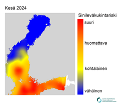 Alt-teksti: Kartta, jossa esitetään Suomen avomerialueiden sinileväkukintojen riskiarvio kesäkuussa 2024. Riski on suurin Suomenlahden etelä- ja keskiosissa sekä Saaristomeren eteläosissa (punaisella). Kohtalainen riski Pohjanlahden eteläosassa (keltainen). Vähäinen riski Itämeren pääaltaan pohjoisosassa (sininen). האKeväisen ravinnetietojen puutteen takia valkoinen alue kartan keskiosassa on jätetty arvioimatta.