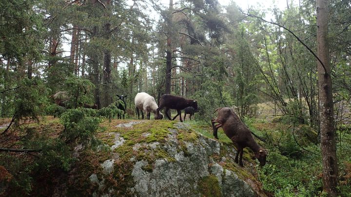 Lampaita metsälaitumella Haminan Pappilansaaressa.