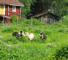 Lampaat hoitavat kunnostettua perinnebiotooppia Rovaniemen kotiseutumuseolla.