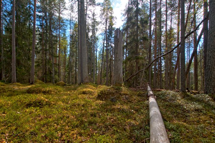 Kuvituskuva, jossa metsämaisema. Metsämaisemassa on korkeita puita ja vehreä aluskasvillisuus. Maassa makaa kaatunut puu.