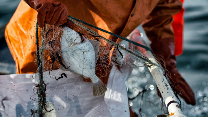 Re:Fish-hankkeessa kerätään kalastusperäistä roskaa merestä. Kuva: Håll Sverige Rent -säätiö