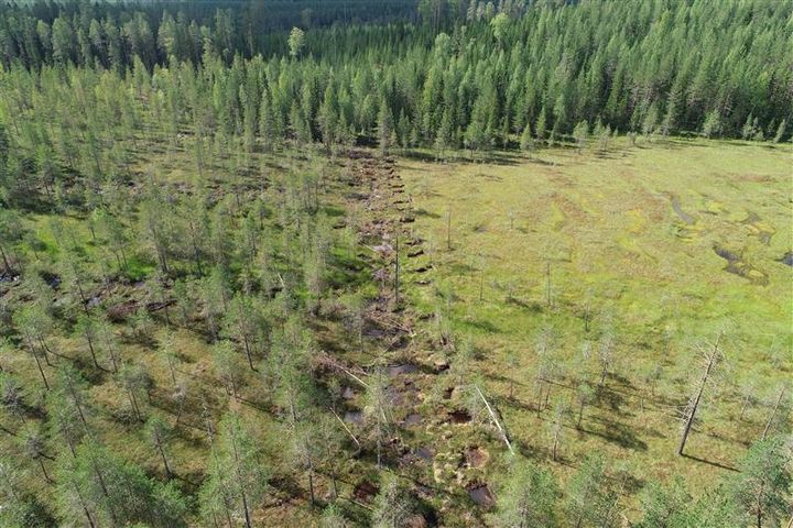 Aerial view of a restored peatland with filled drainage ditches surrounded by trees.