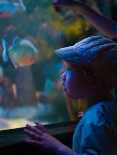 Akvaariossa voi ihmetellä vedenalaista maailmaa pitäen omat jalat kuivina.