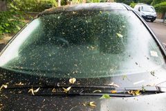 Mesikaste luo auton pinnalle tahmaisen kerroksen, johon muu lika tarttuu