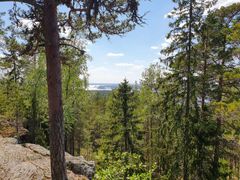 Metsänäkymä mäntymetsästä, taustalla näkyy järvi ja sininen taivas pilvineen.