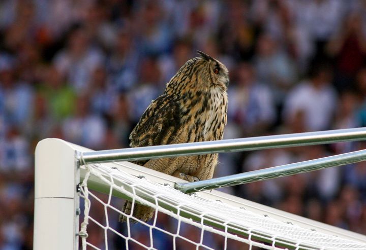 Bubi-huuhkaja Helsingin Olympiastadionilla kesäkuussa 2007.